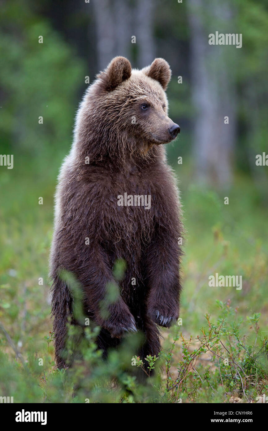 L'ours brun (Ursus arctos arctos), juvénile comité permanent érigé dans un pré à la lisière de la forêt, la Finlande, l'Suomassalmi Banque D'Images
