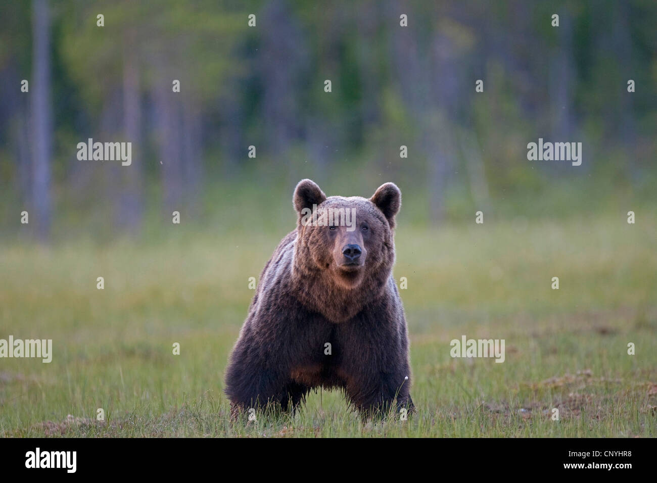 L'ours brun (Ursus arctos arctos), juvénile dans un pré à la lisière de la forêt, la Finlande, l'Suomassalmi Banque D'Images