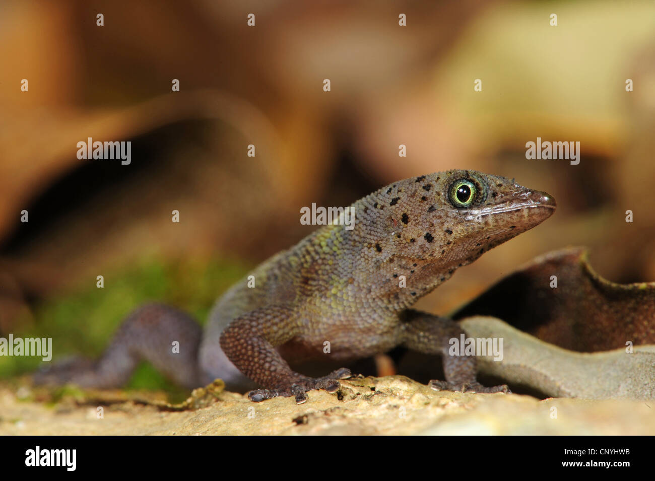 L'île de Bay, Bay Island moins Gecko gecko Gecko nain (rosaurae), assis sur un rocher, le Honduras, Roatan, Bay Islands Banque D'Images