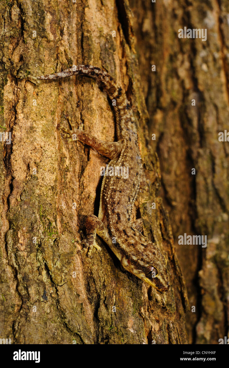 Honduras Leaf-toed Gecko (Phyllodactylus palmeus), assis à un tronc d'arbre, Honduras, Roatan, Bay Islands Banque D'Images