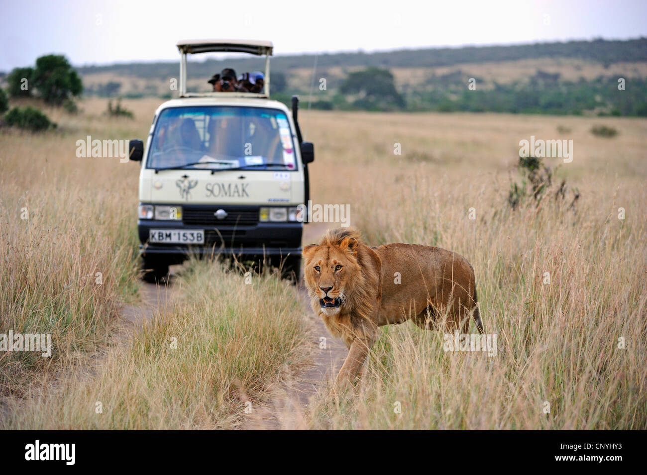 Lion (Panthera leo), lion avec safari voiture dans l'arrière-plan, Kenya, Masai Mara National Park Banque D'Images