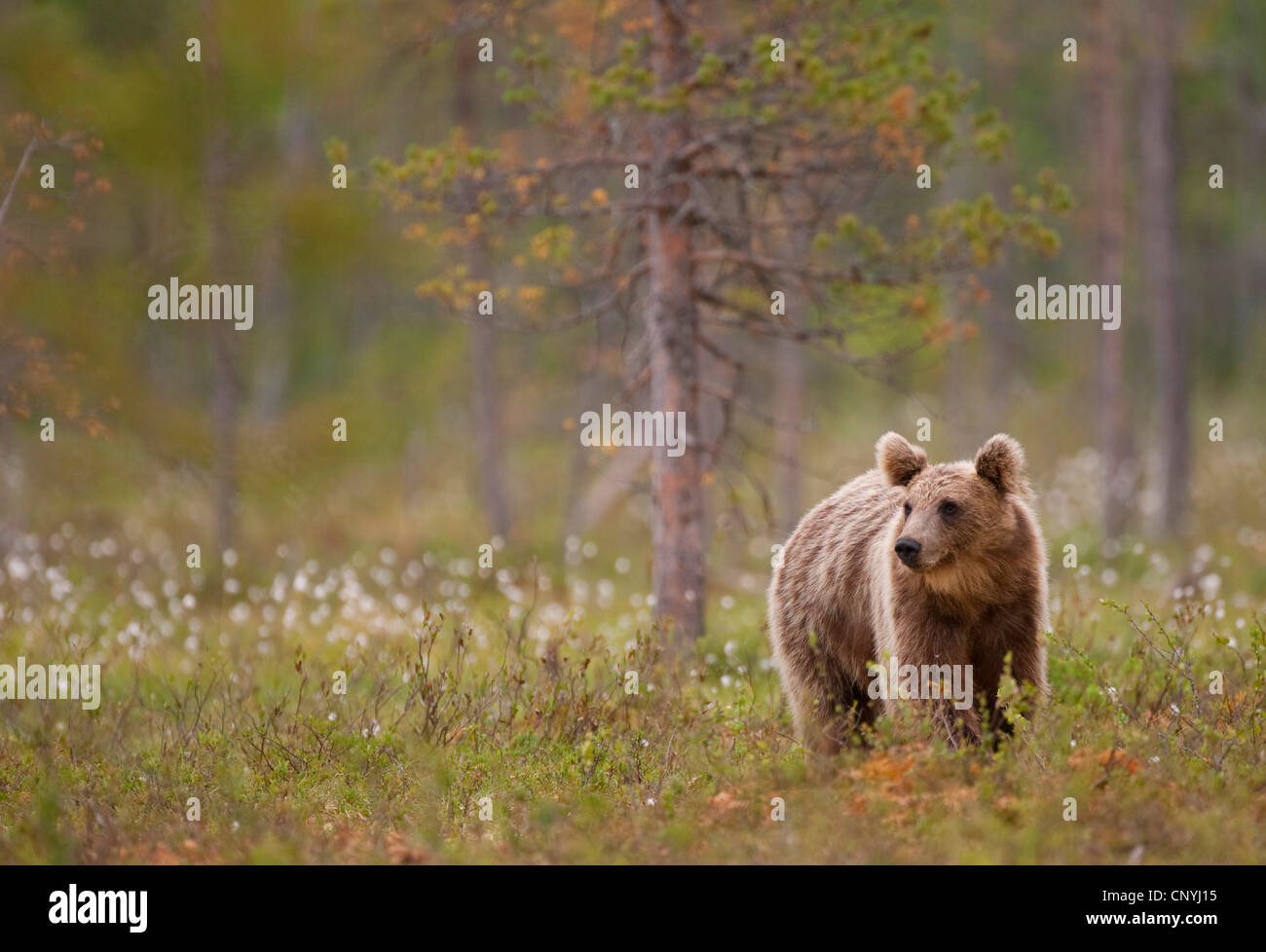 L'ours brun (Ursus arctos arctos), juvénile debout dans l'herbe de coton dans une forêt de conifères, la Finlande, l'Suomassalmi Banque D'Images