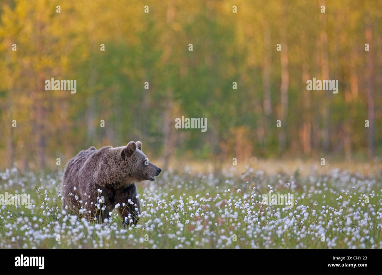 L'ours brun (Ursus arctos arctos), debout dans l'herbe de coton dans une forêt de conifères, la Finlande, l'Suomassalmi Banque D'Images
