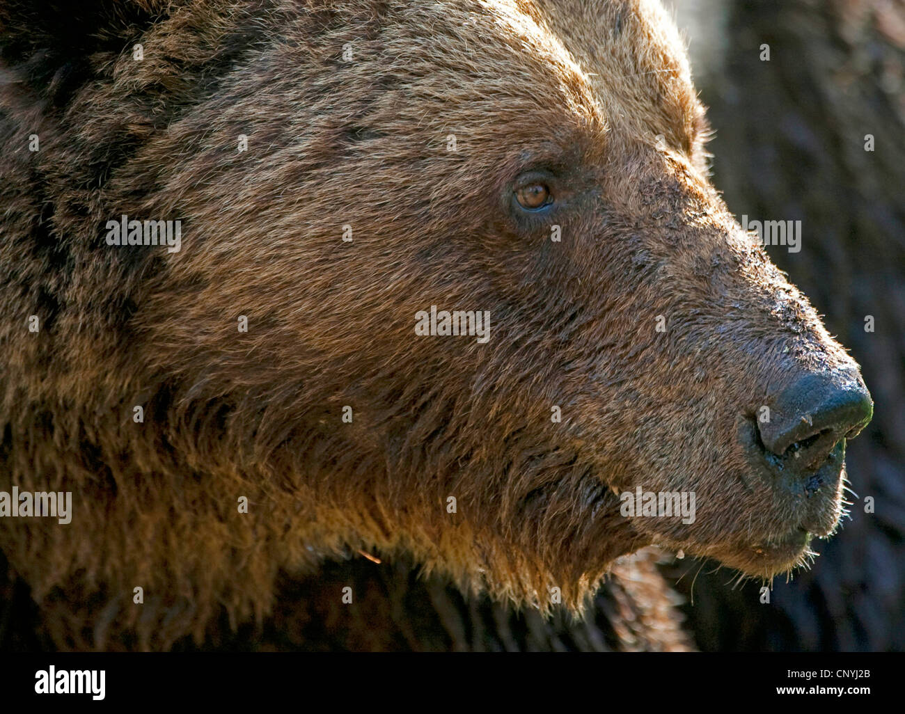 L'ours brun (Ursus arctos arctos), portrait, la Finlande, l'Suomassalmi Banque D'Images