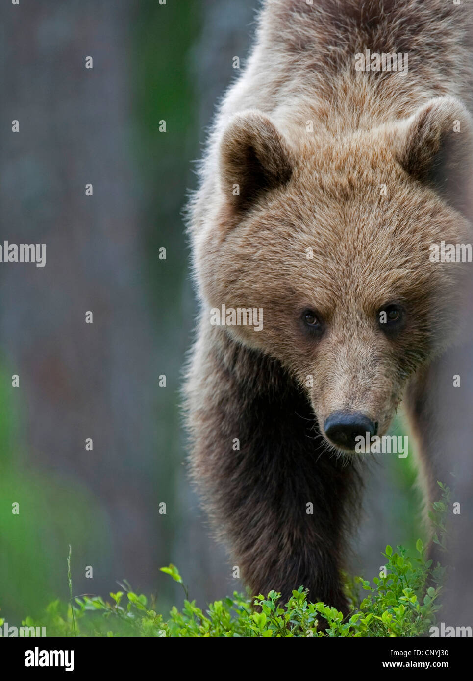 L'ours brun (Ursus arctos arctos), juvénile féminin debout dans une forêt de conifères de la lumière, la Finlande, l'Suomassalmi Banque D'Images