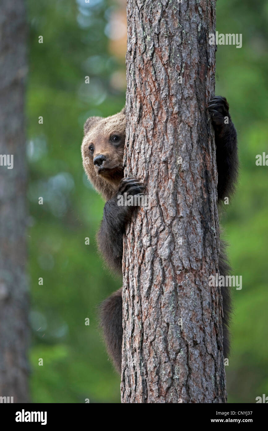 L'ours brun (Ursus arctos arctos), monte un pin Banque D'Images