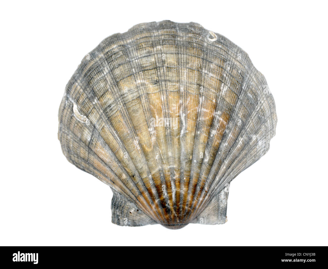 Un pétoncle seashell tourné sur fond blanc Banque D'Images
