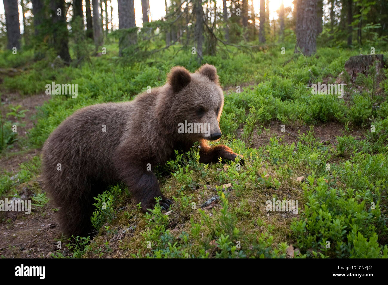 L'ours brun (Ursus arctos arctos), juvénile dans une forêt de pins, la Finlande, l'Suomassalmi Banque D'Images