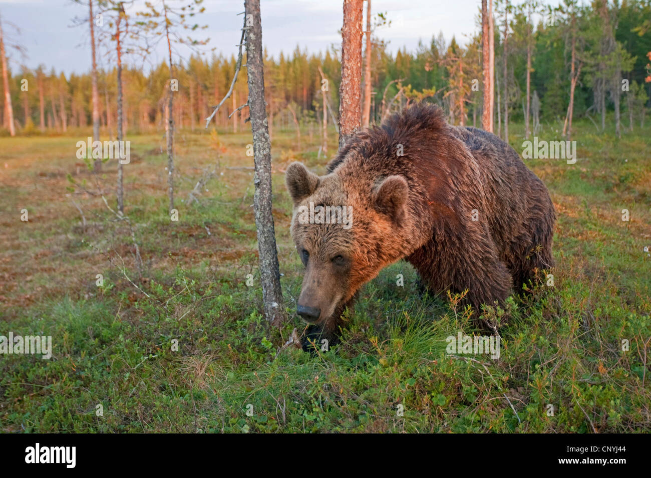 L'ours brun (Ursus arctos arctos), la marche à un bord de la forêt Banque D'Images