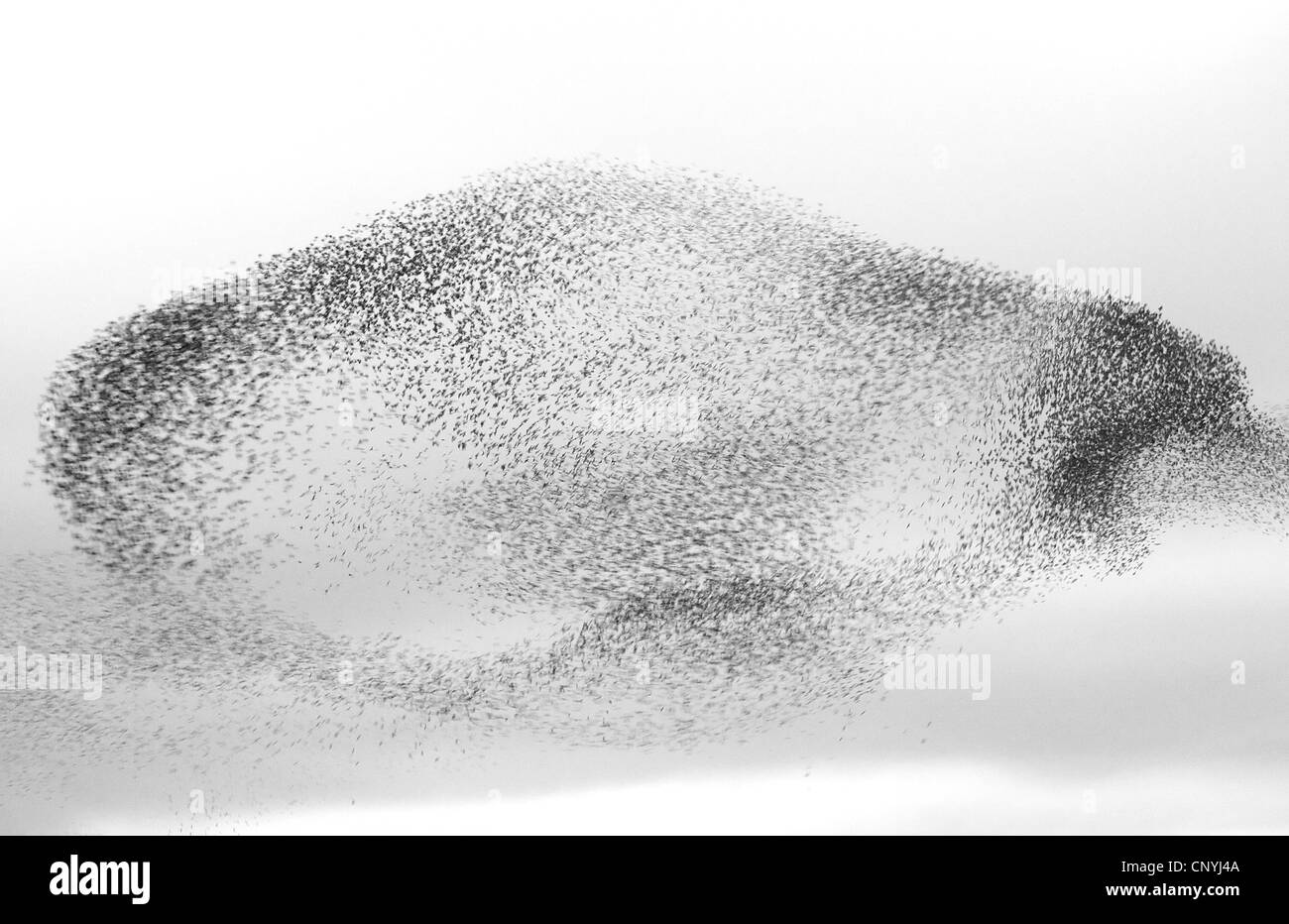 Étourneau sansonnet (Sturnus vulgaris), flying troupeau près d'un site de repos, Royaume-Uni, Ecosse Banque D'Images