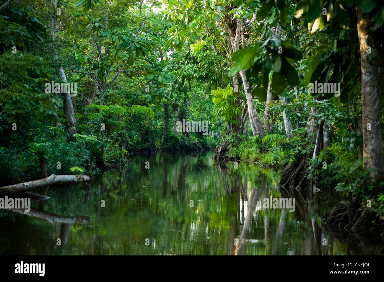 Les Mangroves Racines chasses Feuilles Tachet es De Pal tuviers les-mangroves-racines-chasses-feuilles-tachet-es-de-pal-tuviers
