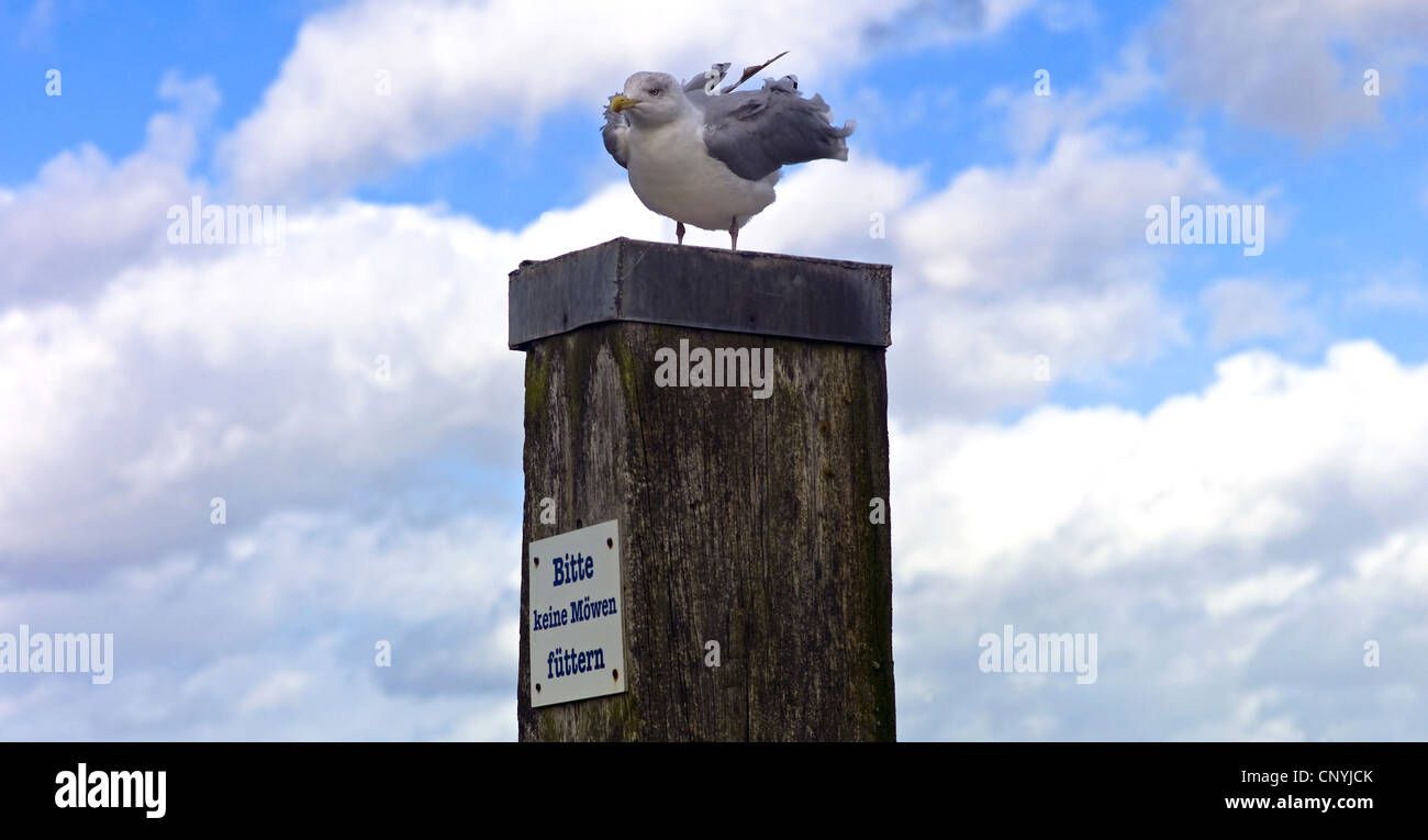 Goéland argenté (Larus argentatus), assis sur un post avec le panneau "Merci de ne pas nourrir les mouettes", l'ALLEMAGNE, Basse-Saxe, Carolinensiel Banque D'Images