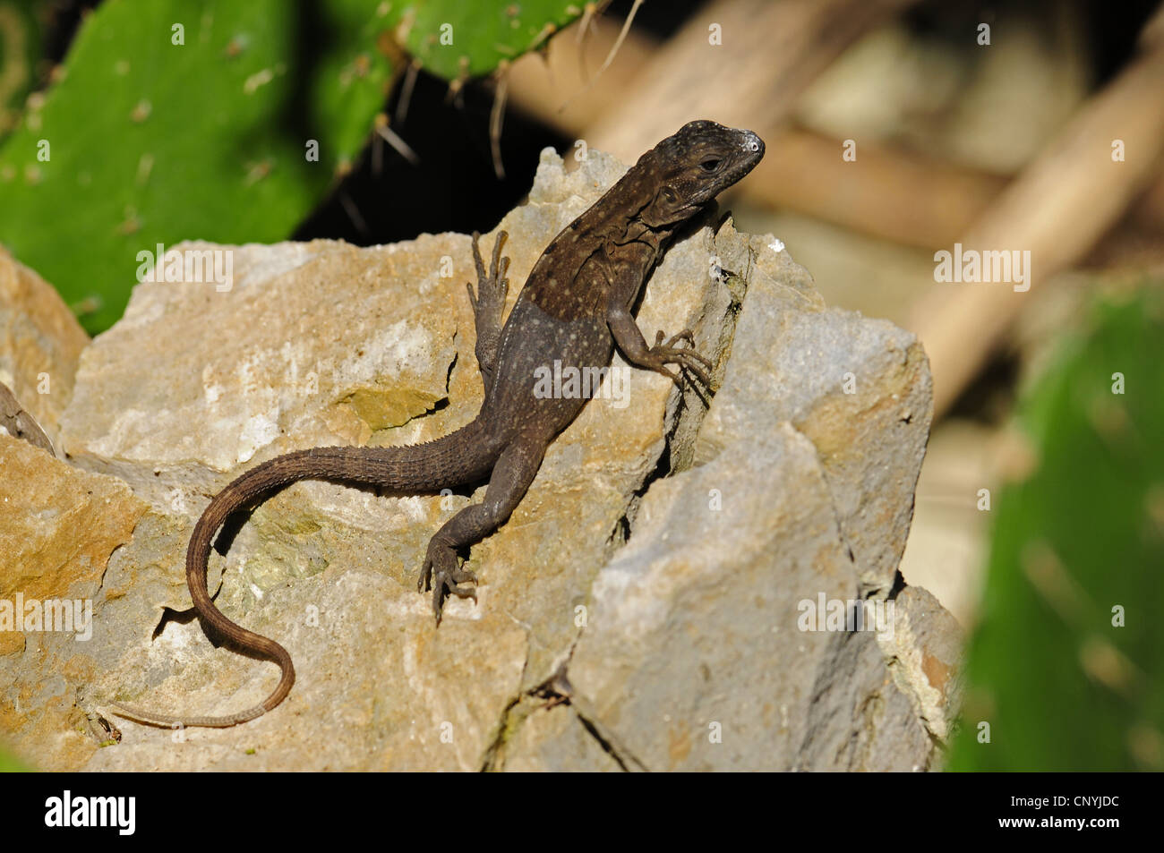 Roatn l'Iguane, Roatan, l'Iguane de Queiroz's'iguane (Ctenosaura oedirhina), juvénile assis sur un rocher, le Honduras, Roatan, Bay Islands, Islas de la Baha Banque D'Images