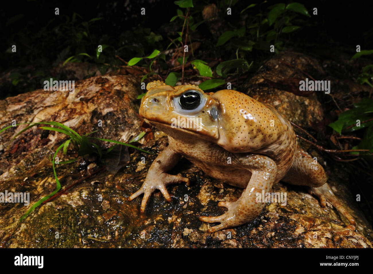 Crapaud géant, marine toad, cane toad, néotropicale d'Amérique du Sud (Bufo marinus Rhinella marina), assis sur le sol de la forêt, le Honduras, La Ceiba, le parc national de Pico Bonito Banque D'Images