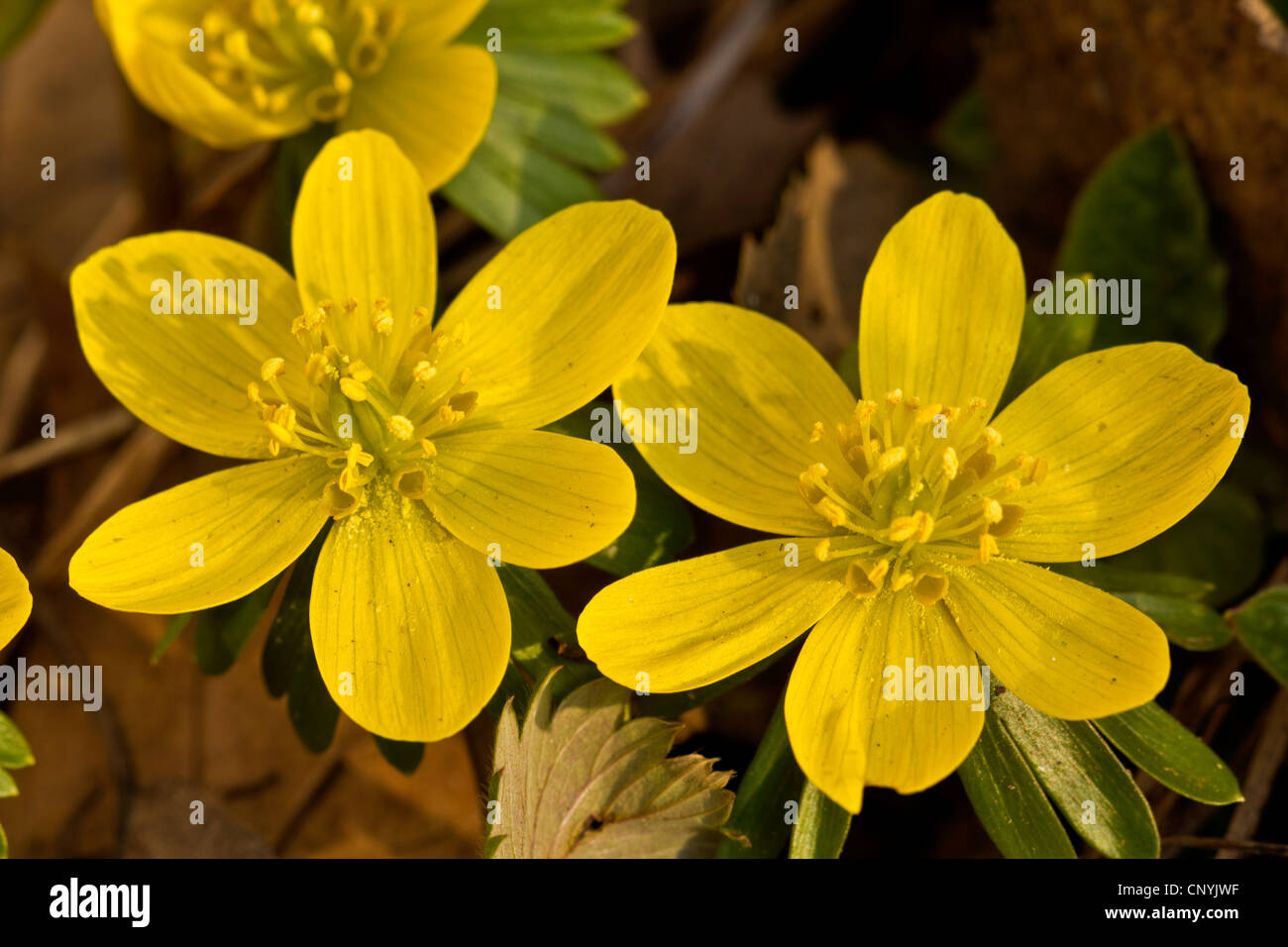 Aconit d'hiver (Eranthis hyemalis, Eranthis hiemalis), blooming Banque D'Images