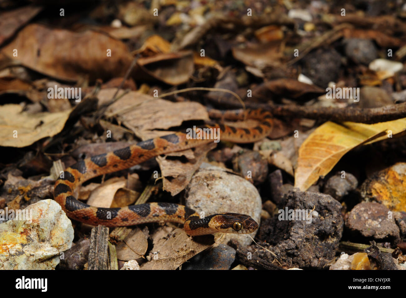 Machette Savane, Cat-eyed Couleuvre nocturne (Leptodeira annulata ), la masse forestière plus rampant, Honduras, Salvador Banque D'Images