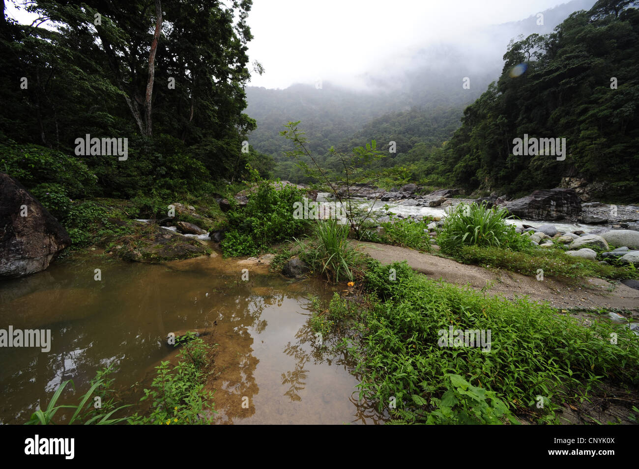 Rivière dans la forêt tropicale, le Honduras, Pico Bonito, le parc