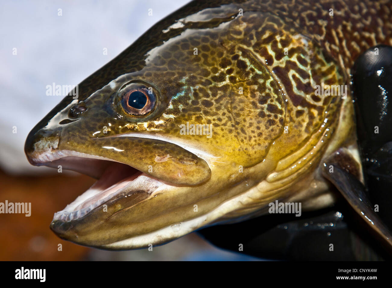 En truites (Salmo trutta), portrait d'un poisson dans une pisciculture Banque D'Images