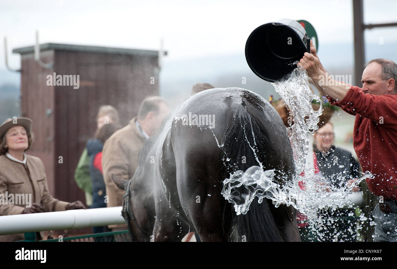 Un cheval de course en cours de refroidissement dans la parade ring après une course l'eau étant jetés après le cheval à refroidir les gens qui regardent Banque D'Images