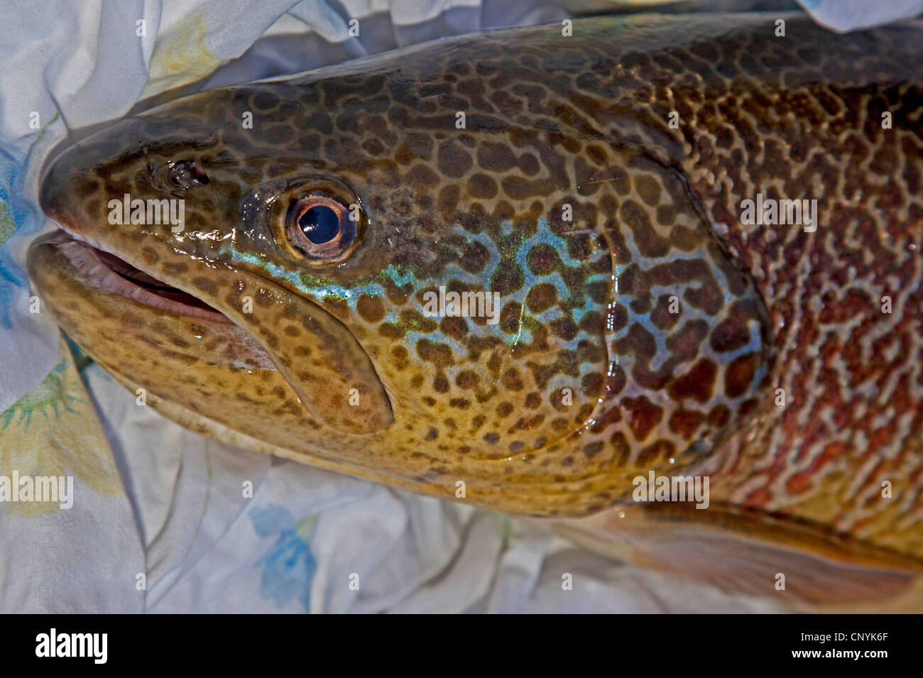 En truites (Salmo trutta), portrait d'un poisson dans une pisciculture Banque D'Images