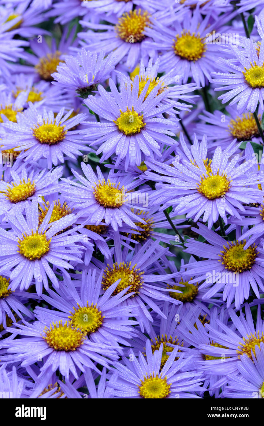 Aster (Aster spec.), blooming Banque D'Images
