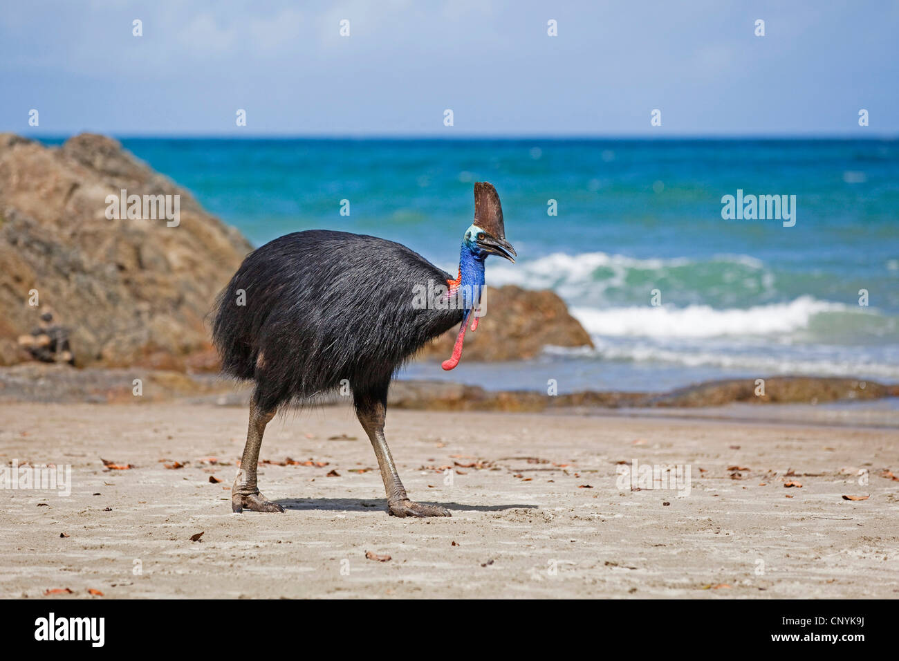 Le sud, double-Casoar Casoar caronculée, Australiens, Casoar Casoar caronculée deux (Casuarius casuarius), femme sur la plage, l'Australie, Queensland, Moresby parc national Plage Banque D'Images