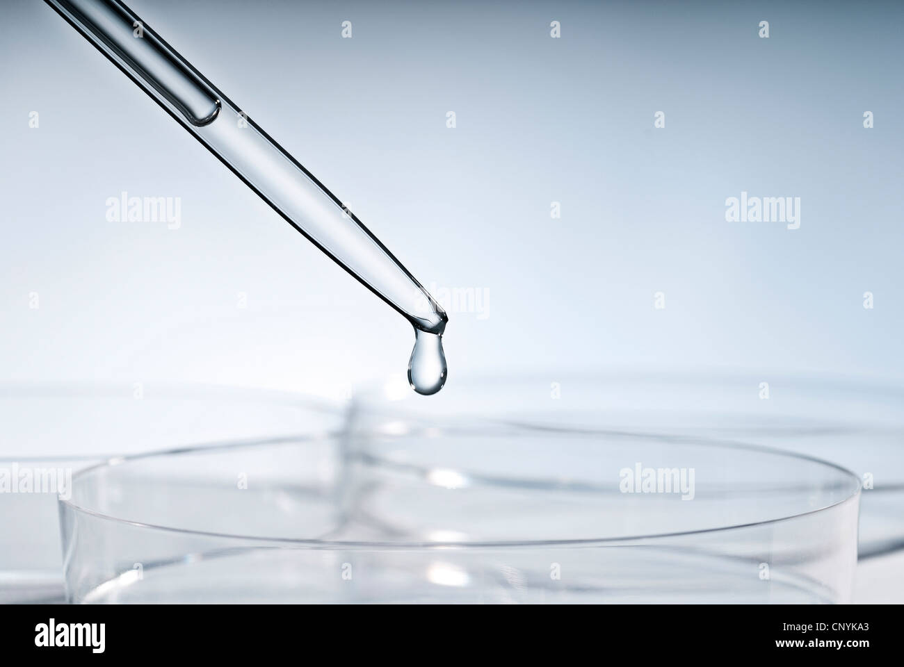 Avec une pipette, déposer plus de pétri. Banque D'Images