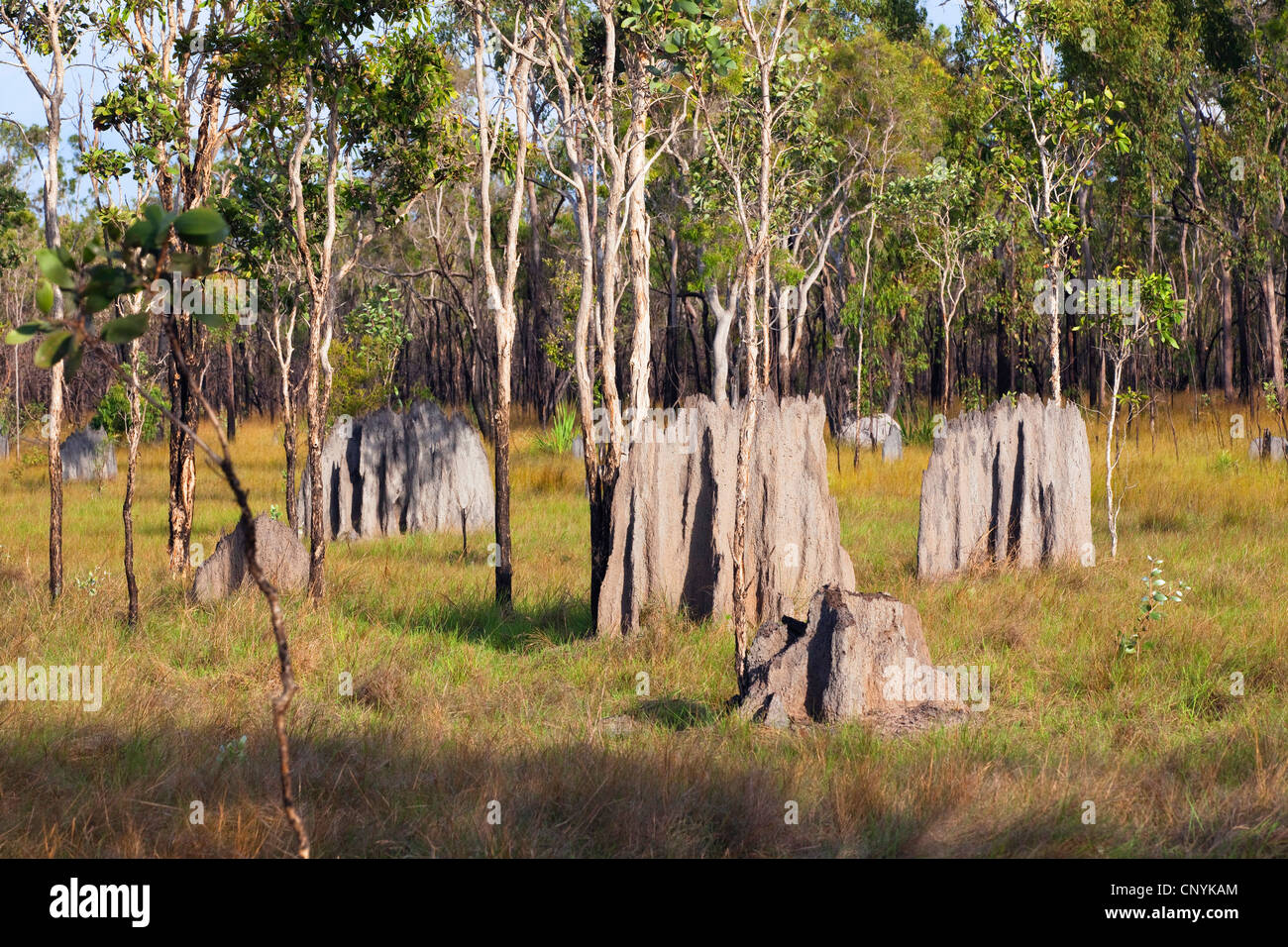 Les termites magnétiques (Amitermes laurensis), termitières, Australie, Queensland, Cape York Peninsula Banque D'Images