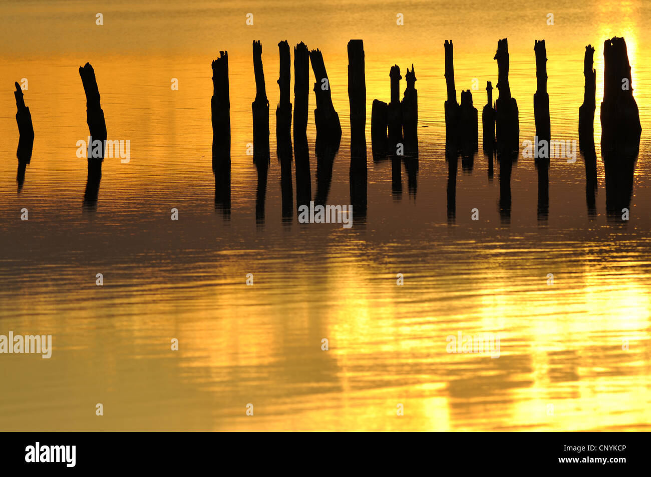 Silhouettes de piliers de bois dans l'eau dans le coucher du soleil, de l'Allemagne, Mecklembourg-Poméranie-Occidentale Banque D'Images