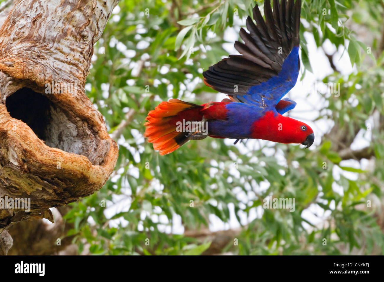 Perroquet Eclectus roratus eclectus (femelle), à partir, de l'Australie, Queensland, la péninsule du Cap York Banque D'Images