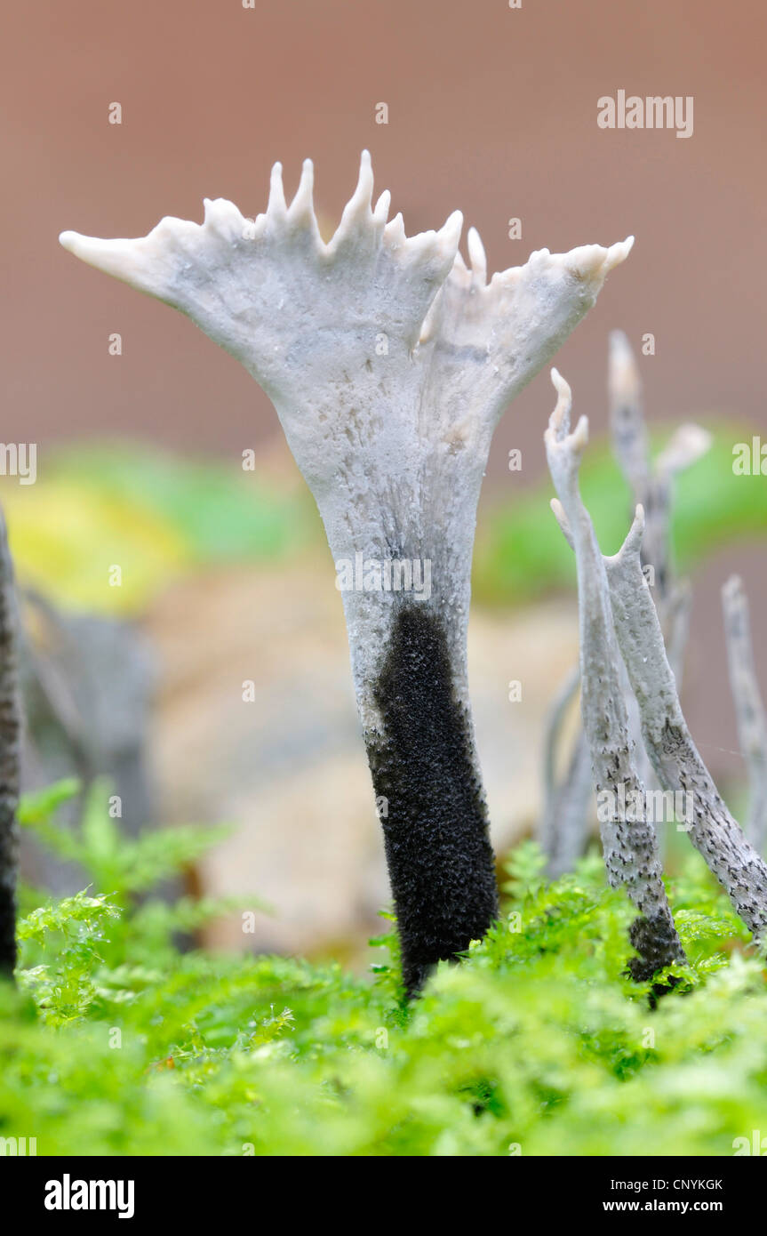 Corail champignon gris, Allemagne Banque D'Images