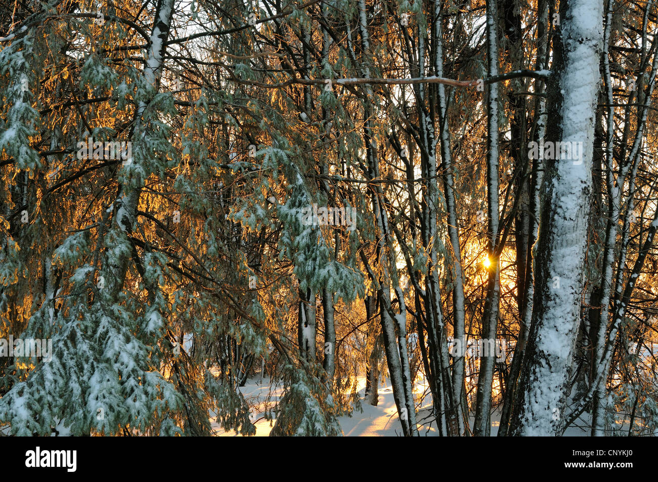 L'humeur du matin dans une forêt d'hiver, Allemagne Banque D'Images