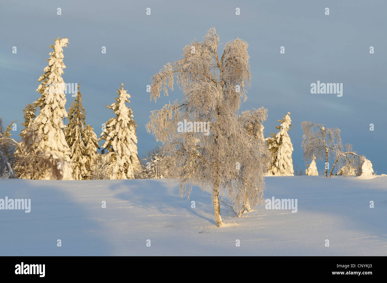Sapins couverts de neige et de bouleau avec givre, Allemagne Banque D'Images