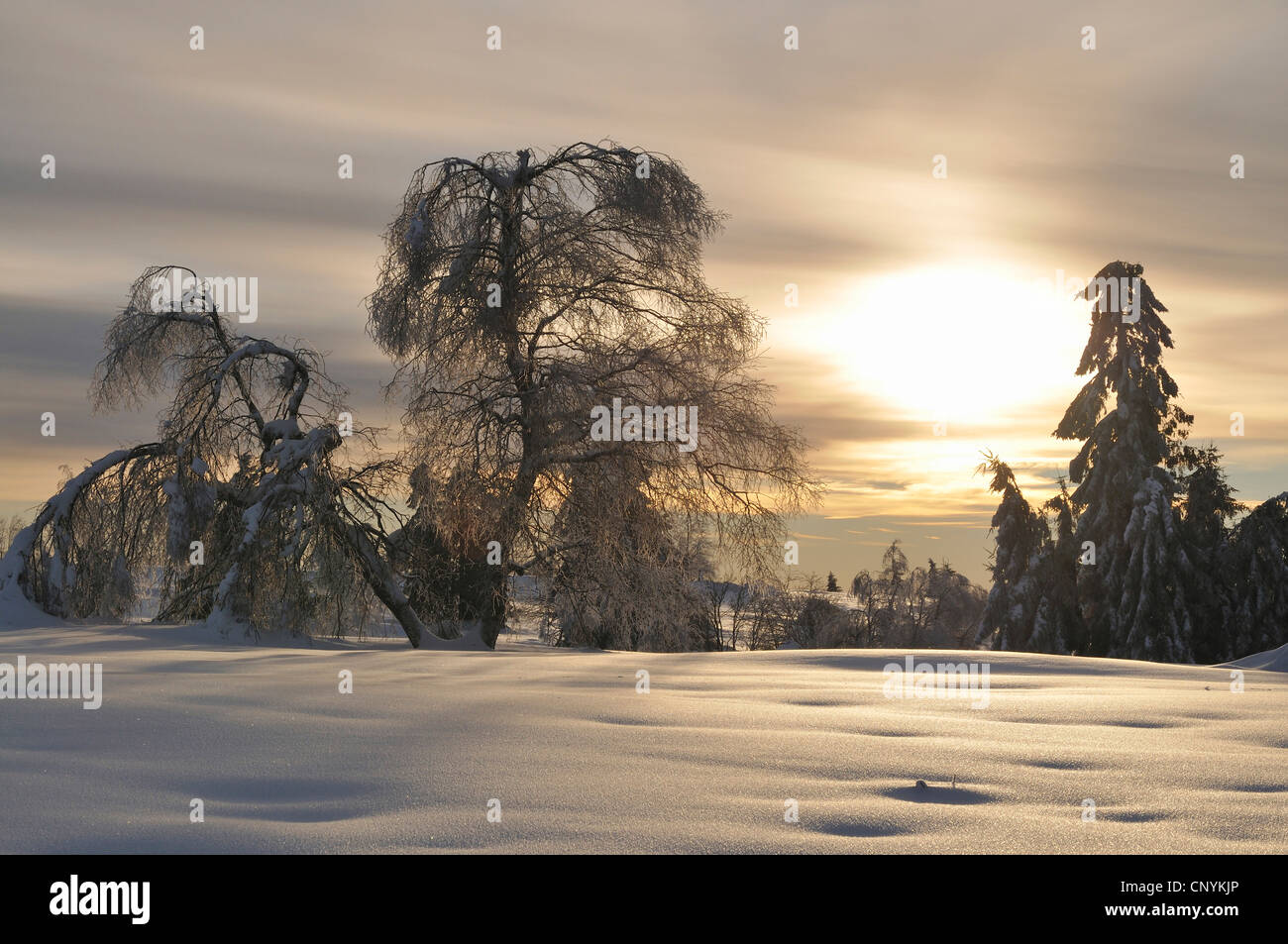 Paysage d'hiver au soleil du matin, Allemagne Banque D'Images