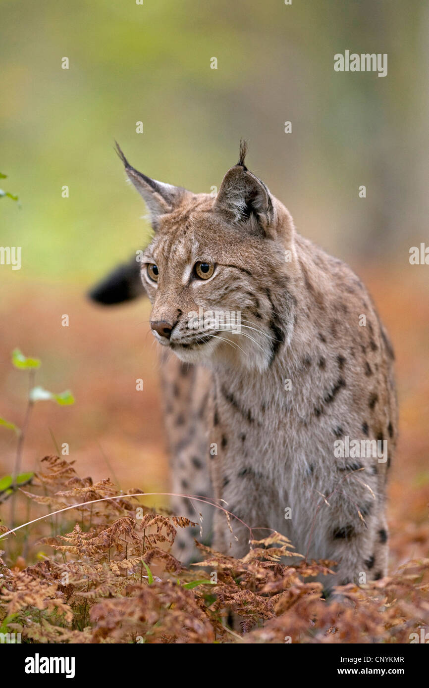 Le lynx eurasien (Lynx lynx), debout dans la fougère sèche Banque D'Images