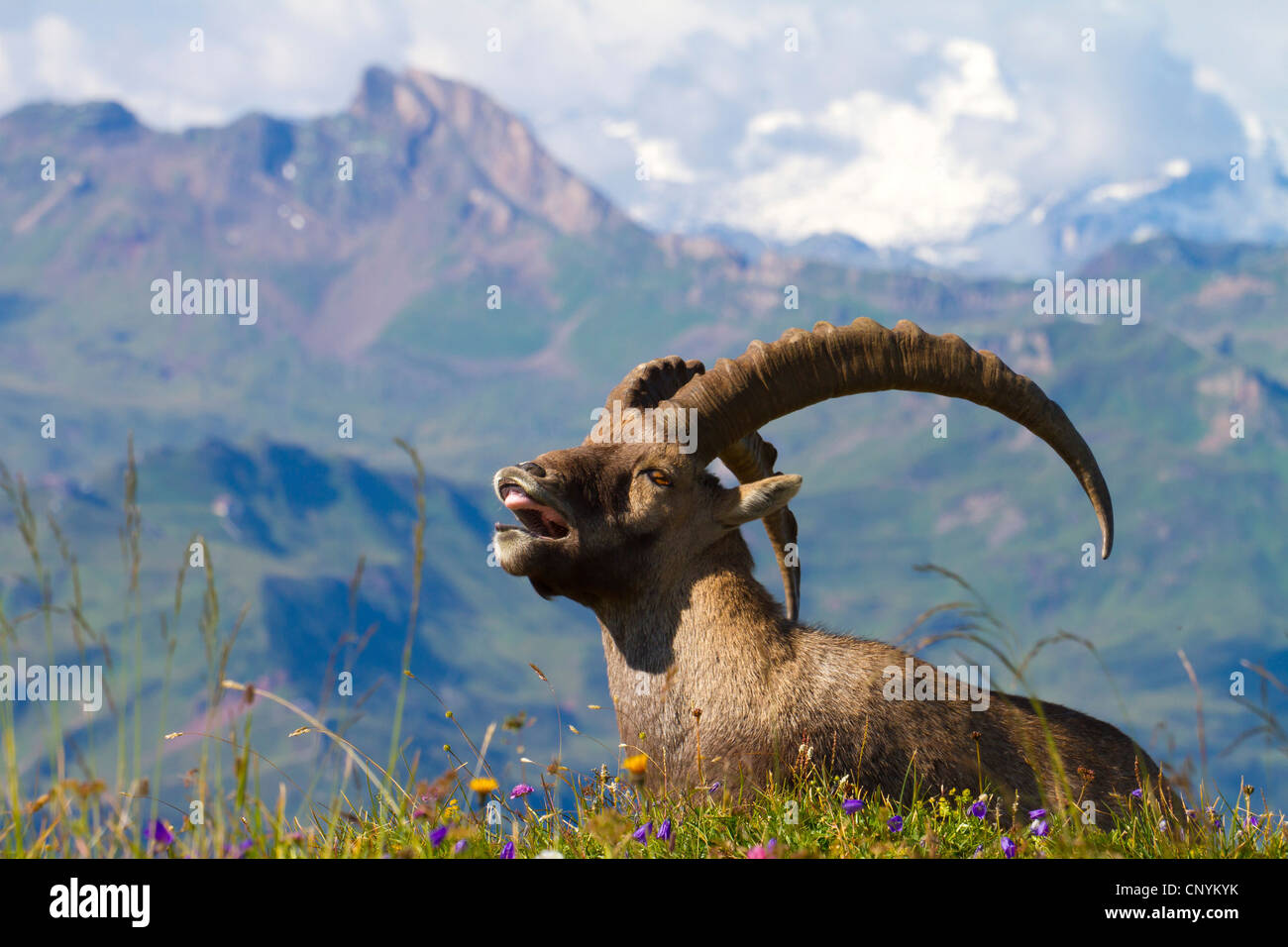 Bouquetin des Alpes (Capra ibex), buck sur une prairie en fleurs, bâillements, suisse Sankt Gallen, Chaeserrugg Banque D'Images
