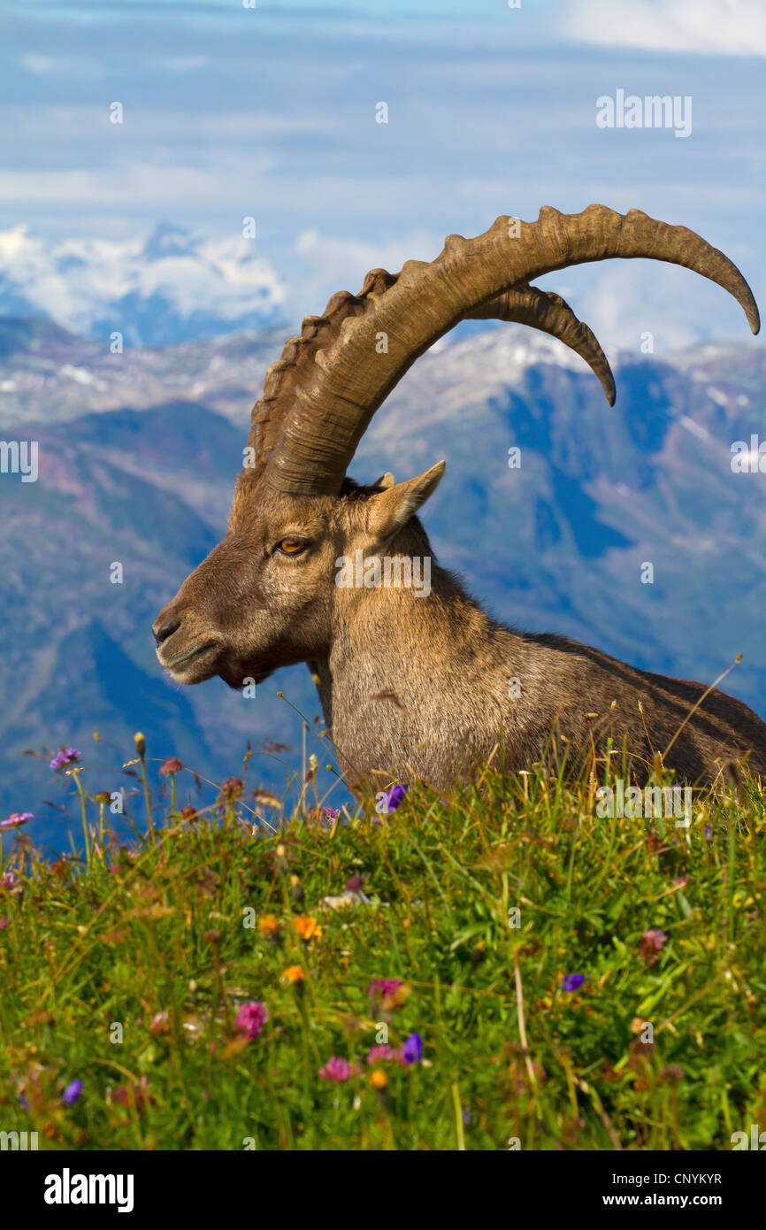 Bouquetin des Alpes (Capra ibex), buck sur une prairie en fleurs, Suisse, Sankt Gallen, Chaeserrugg Banque D'Images