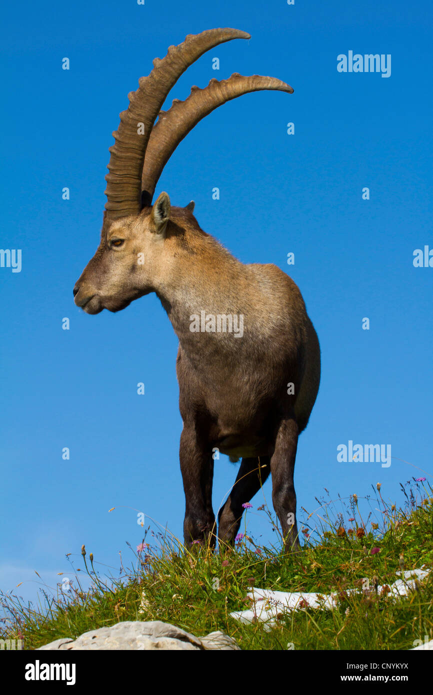 Bouquetin des Alpes (Capra ibex), buck sur une pente, Suisse, Sankt Gallen, Chaeserrugg Banque D'Images