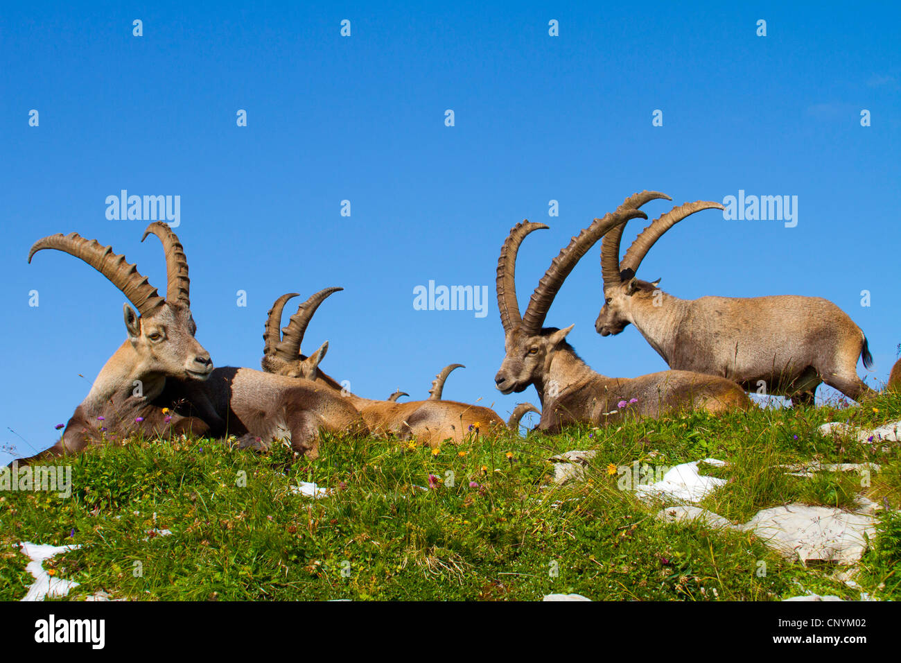 Bouquetin des Alpes (Capra ibex), groupe de mâles sur un pré, Suisse, Sankt Gallen, Chaeserrugg Banque D'Images