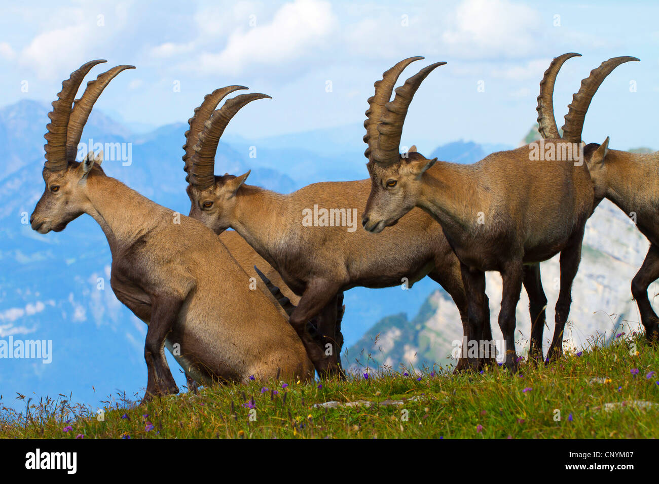 Bouquetin des Alpes (Capra ibex), groupe d'argent à une pente, Suisse, Sankt Gallen, Chaeserrugg Banque D'Images
