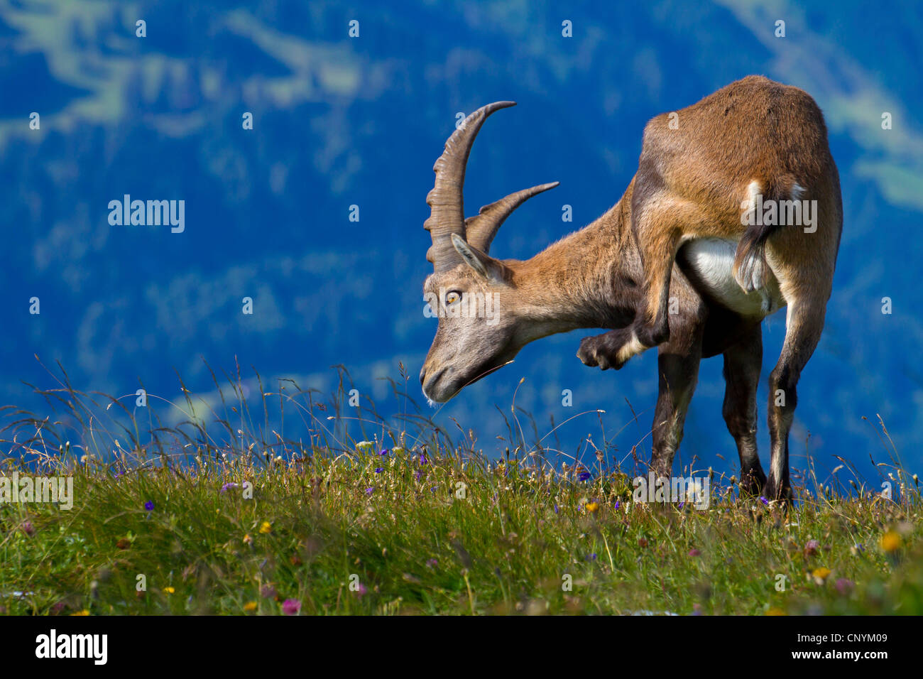 Bouquetin des Alpes (Capra ibex), buck dans une prairie de montagne l'éraflure, Suisse, Sankt Gallen, Chaeserrugg Banque D'Images