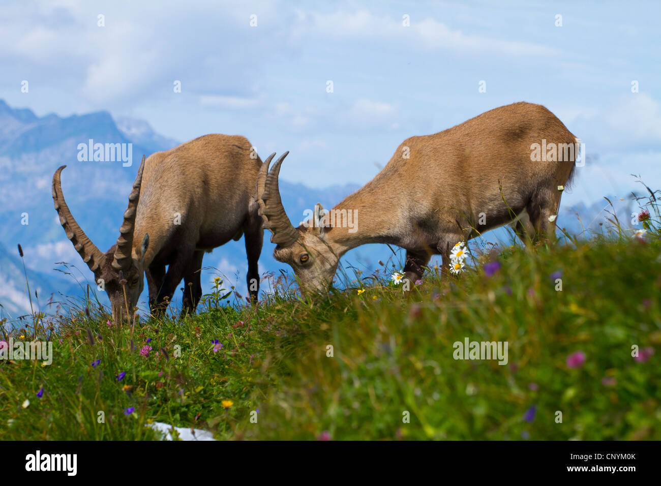 Bouquetin des Alpes (Capra ibex), deux dollars le pâturage, Suisse, Sankt Gallen, Chaserrugg Banque D'Images