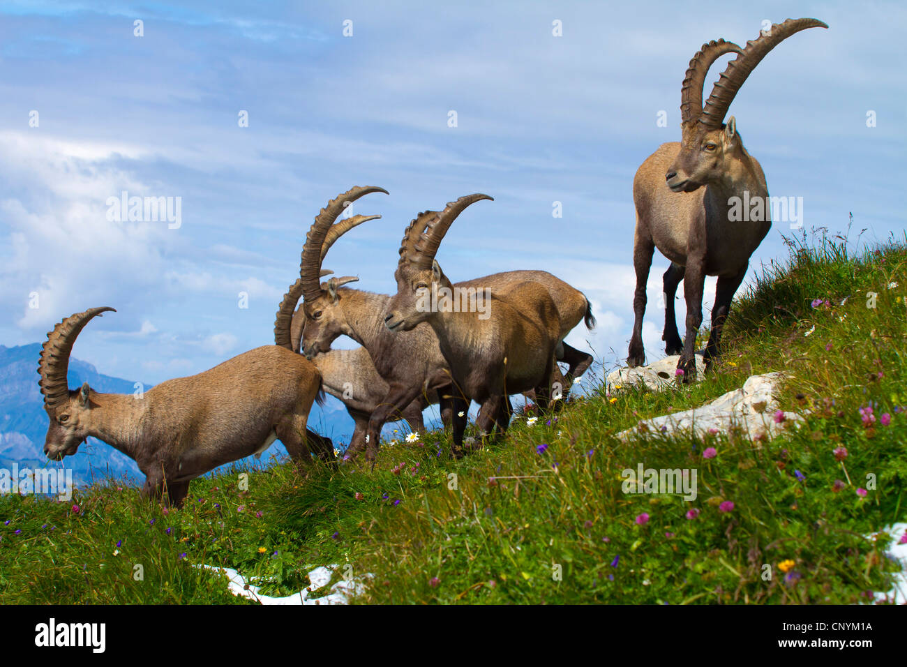 Bouquetin des Alpes (Capra ibex), groupe d'argent à une pente, Suisse, Sankt Gallen, Chaeserrugg Banque D'Images
