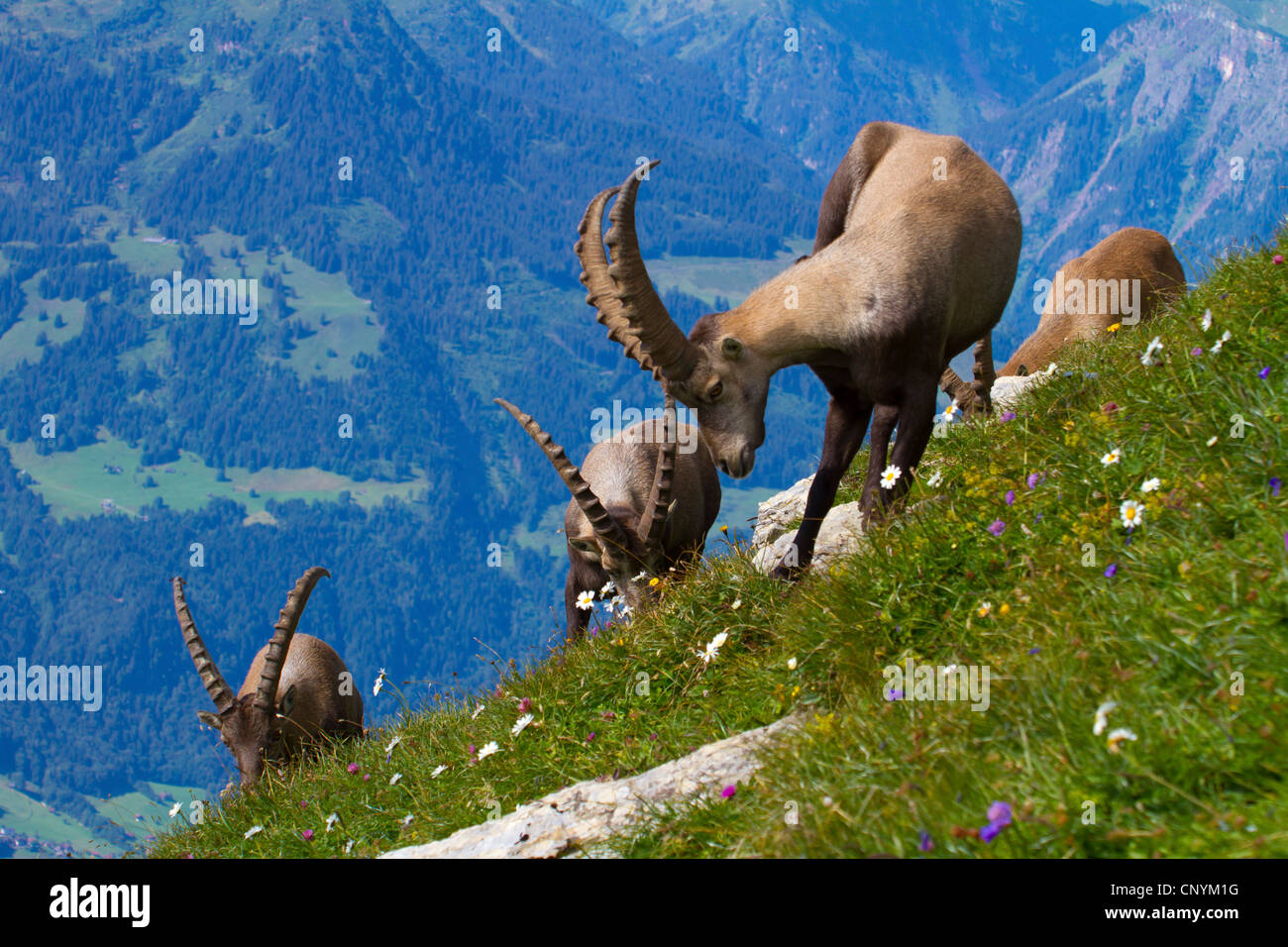 Bouquetin des Alpes (Capra ibex), bucks, pâturage, suisse Sankt Gallen, Chaserrugg Banque D'Images