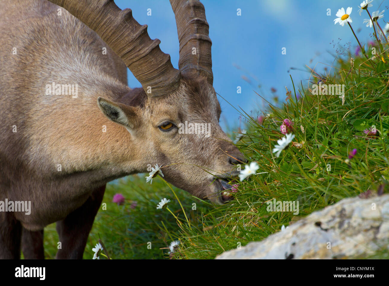 Bouquetin des Alpes (Capra ibex), buck sur une pente se nourrissant de fleurs, Suisse, Sankt Gallen, Chaeserrugg Banque D'Images