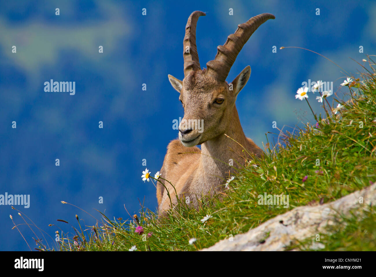 Bouquetin des Alpes (Capra ibex), Young Buck sur une prairie en fleurs, Suisse, Sankt Gallen, Chaeserrugg Banque D'Images