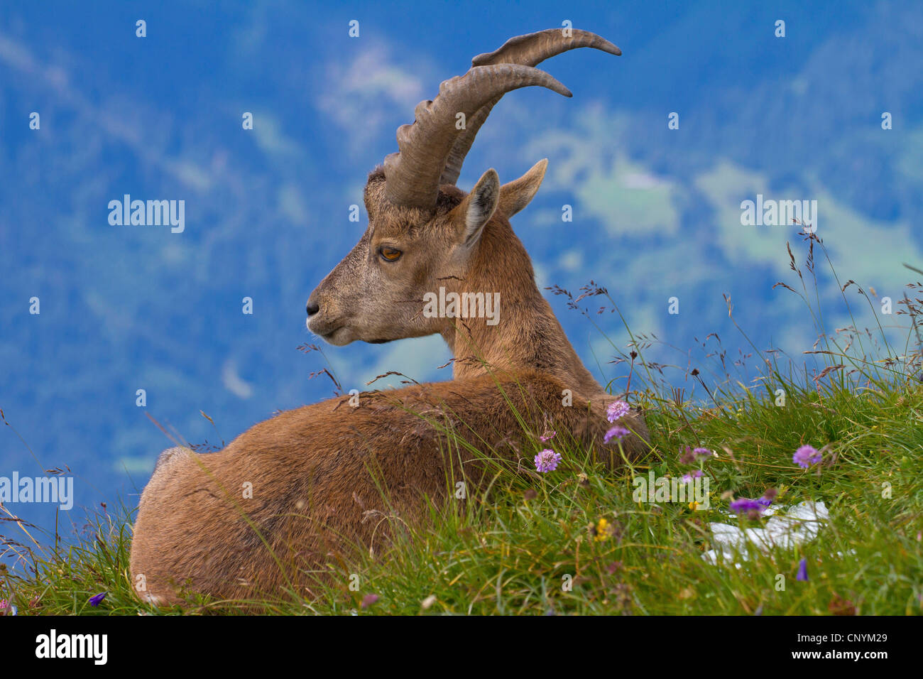 Bouquetin des Alpes (Capra ibex), Young Buck sur une prairie en fleurs, Suisse, Sankt Gallen, Chaeserrugg Banque D'Images