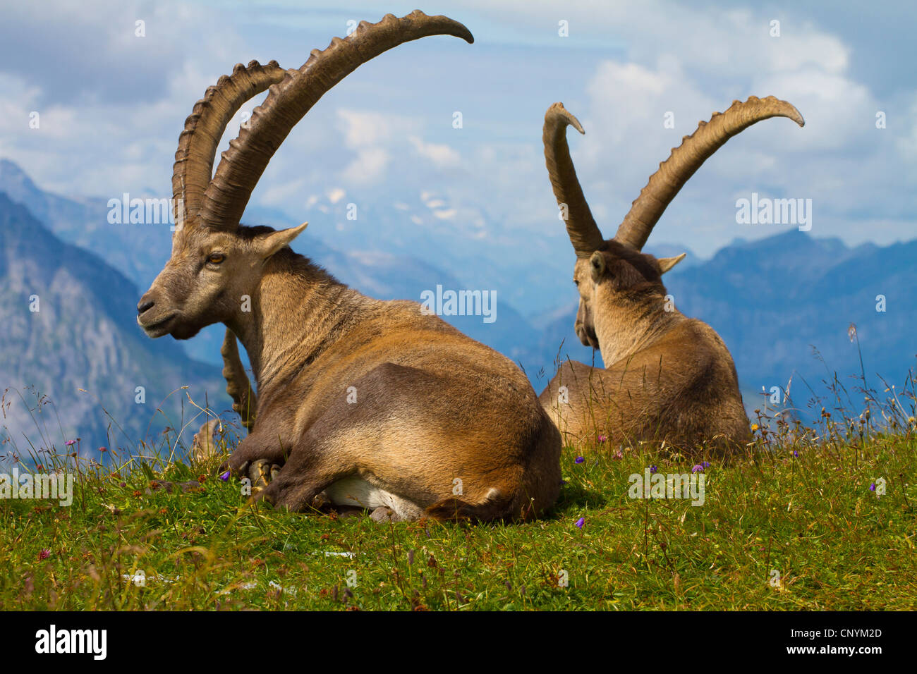 Bouquetin des Alpes (Capra ibex), bucks couché sur le bord d'une pente, Suisse, Sankt Gallen, Chaeserrugg Banque D'Images