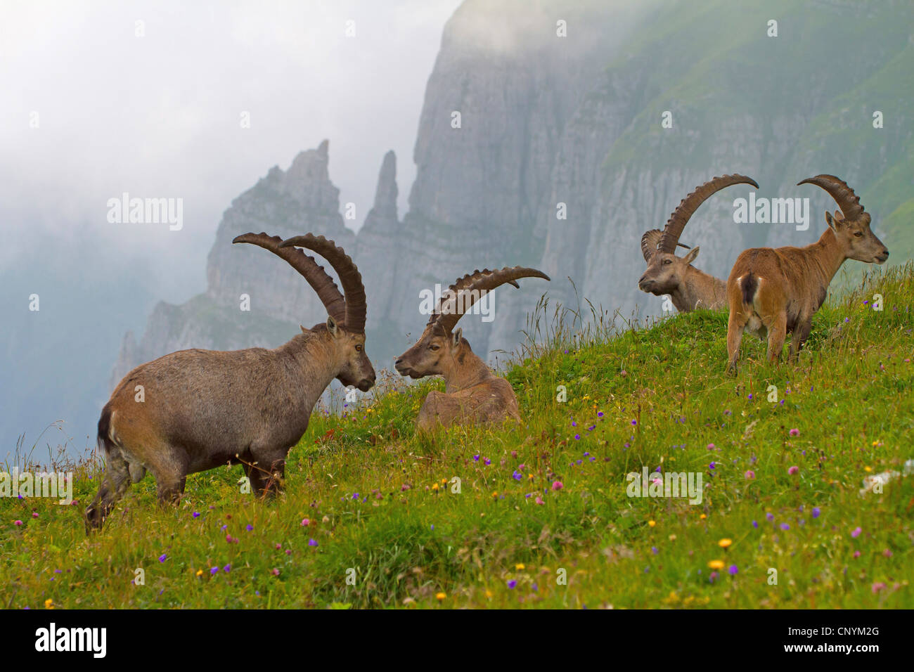 Bouquetin des Alpes (Capra ibex), groupe de mâles sur une pente, Suisse, Sankt Gallen, Chaeserrugg Banque D'Images