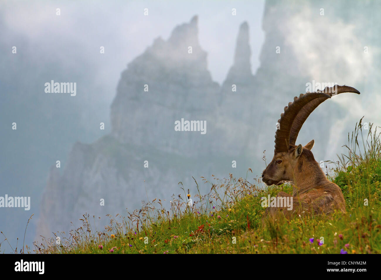 Bouquetin des Alpes (Capra ibex), bucks sur un versant, Suisse, Sankt Gallen, Chaeserrugg Banque D'Images